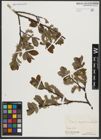Foto von Salix appendiculata Vill.
